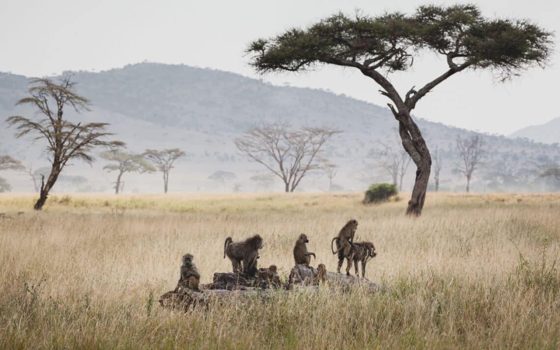 vaccins safari tanzanie