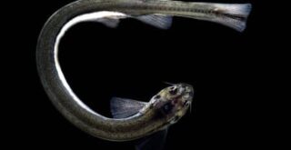 candiru poisson bite